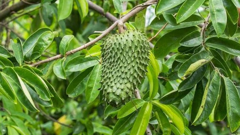 Khasiat Daun Sirsak, khasiat daun sirsak untuk kewanitaan, khasiat daun sirsak direbus, khasiat daun sirsak dan daun salam, khasiat daun sirsak untuk trigliserida, khasiat daun sirsak untuk pecandu narkoba, khasiat daun sirsak untuk kesehatan, khasiat daun sirsak kering, khasiat daun sirsak untuk asam urat, khasiat daun sirsak adalah, khasiat daun sirsak asam lambung, manfaat daun sirsak adalah, manfaat daun sirsak apa, manfaat daun sirsak ambeien, manfaat daun sirsak alodokter, manfaat daun sirsak asam urat, manfaat daun sirsak a, khasiat daun sirsak bagi kesehatan, khasiat daun sirsak belanda, khasiat daun sirsak buat kesehatan, khasiat daun sirsak bisa menurunkan berat badan, khasiat daun sirsak buat lambung, khasiat daun sirsak bagi tubuh, khasiat daun sirsak bagi ibu hamil, khasiat daun sirsak bagi pria, khasiat daun sirsak campur madu, khasiat daun sirsak.com, manfaat daun sirsak.com, khasiat teh daun sirsak celup, khasiat daun sirsak dan cara mengolahnya, manfaat daun sirsak dan cara pengolahannya, manfaat daun sirsak untuk cabe, manfaat daun sirsak dan cara menggunakannya, khasiat daun sirsak dan kulit manggis, khasiat daun sirsak dan daun alpukat, khasiat daun sirsak dan efek samping, khasiat daun sirsak dan madu, khasiat daun sirsak dan kunyit putih, khasiat daun sirsak dan efek sampingnya, khasiat daun sirsak dan efeknya, khasiat daun sirsak untuk ejakulasi dini, khasiat daun sirsak untuk batu empedu, manfaat daun sirsak untuk eksim, manfaat daun sirsak untuk endometriosis, manfaat daun sirsak dan efeknya, khasiat ekstrak daun sirsak sidomuncul